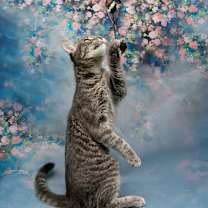 Thumbnail photo of Shy Anne #3