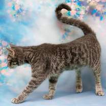 Thumbnail photo of Shy Anne #4