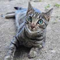 Thumbnail photo of Caribou #1