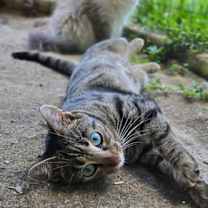 Thumbnail photo of Caribou #2