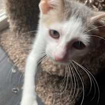 Thumbnail photo of Petal #3