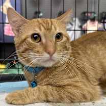 Thumbnail photo of Scotch #2