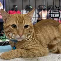 Thumbnail photo of Scotch #3