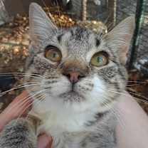 Thumbnail photo of Lotus #2