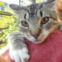 Thumbnail photo of Lotus #3