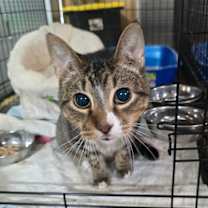 Thumbnail photo of Galileo #2