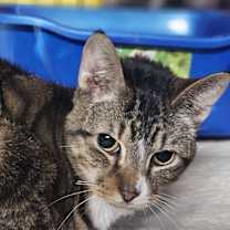 Thumbnail photo of Galileo #3