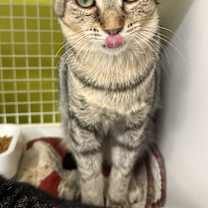 Thumbnail photo of Nico #4