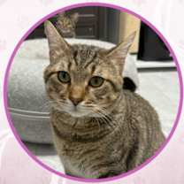 Thumbnail photo of Cat Stevens #1