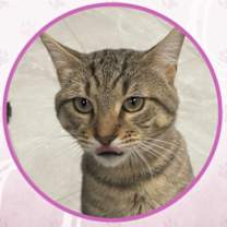 Thumbnail photo of Cat Stevens #3