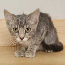 Thumbnail photo of Edison C65737 #3