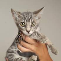 Thumbnail photo of Edison C65737 #4