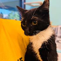 Thumbnail photo of Ralphie #2