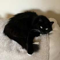 Thumbnail photo of Mies #1