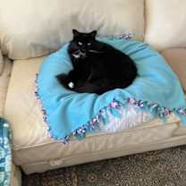 Thumbnail photo of Mies #2