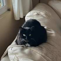 Thumbnail photo of Mies #3