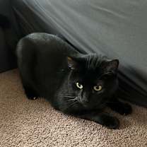 Thumbnail photo of Bagheera #2