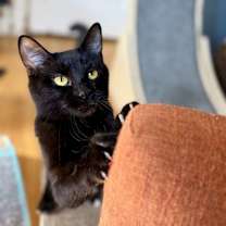 Thumbnail photo of Shadow #3