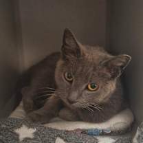 Thumbnail photo of Carrie #1