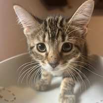 Thumbnail photo of Pickle Bethpage #3