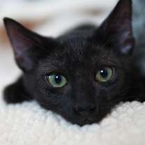 Thumbnail photo of Meemo #1