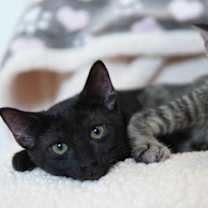 Thumbnail photo of Meemo #2