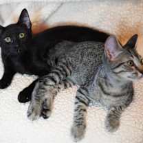 Thumbnail photo of Meemo #4