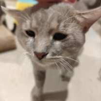 Thumbnail photo of Snape #2