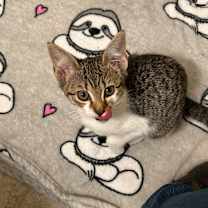 Thumbnail photo of Crostini (with Toast) #2