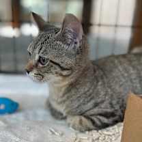 Thumbnail photo of Felix #2