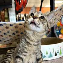 Thumbnail photo of Felix #3