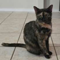 Thumbnail photo of Valley Girl #2