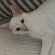 Thumbnail photo of As You Like It #1