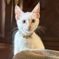 Thumbnail photo of As You Like It #2