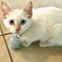 Thumbnail photo of As You Like It #3