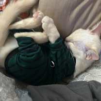 Thumbnail photo of As You Like It #4