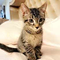 Thumbnail photo of Rolo #1