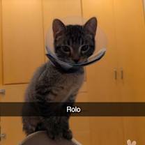 Thumbnail photo of Rolo #2