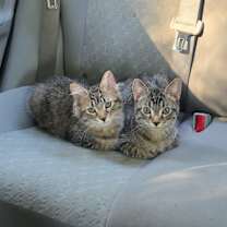 Thumbnail photo of Rolo #3