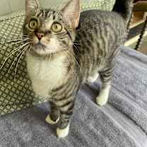 Thumbnail photo of rue #2