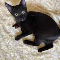 Thumbnail photo of Jazz man #1