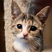 Thumbnail photo of Fuzzy #2