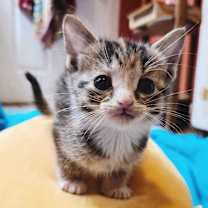 Thumbnail photo of Fuzzy #3