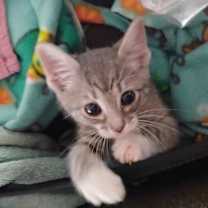 Thumbnail photo of Pumpy-Umpy-Umpkin Litter:   Cuppy Cake #3