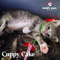 Thumbnail photo of Pumpy-Umpy-Umpkin Litter:   Cuppy Cake #4