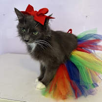 adopt-pet