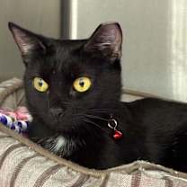 Thumbnail photo of Missy #1