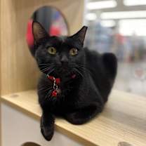 Thumbnail photo of Missy #3