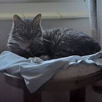 Thumbnail photo of Sable #4