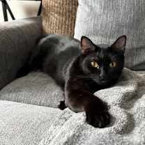 Thumbnail photo of Neeko #2